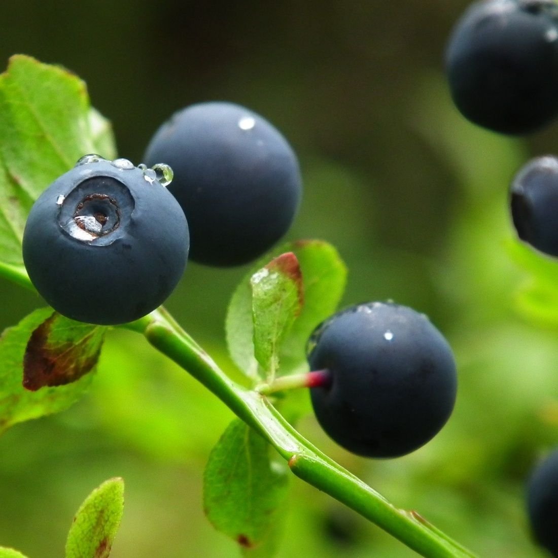Черника обыкновенная (Vaccinium myrtillus l.)