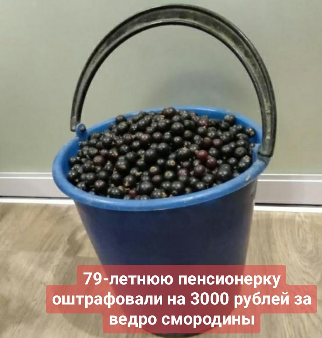 Ведро смородины