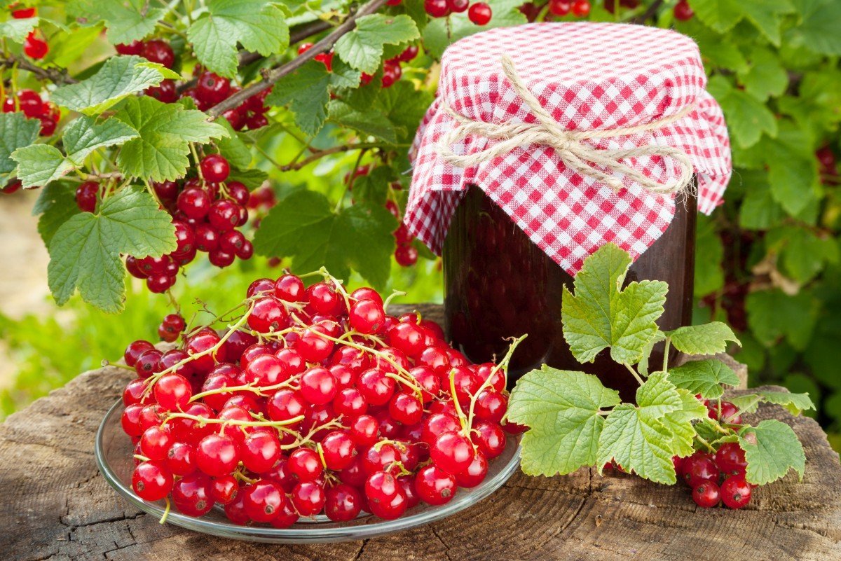 Красная смородина джем