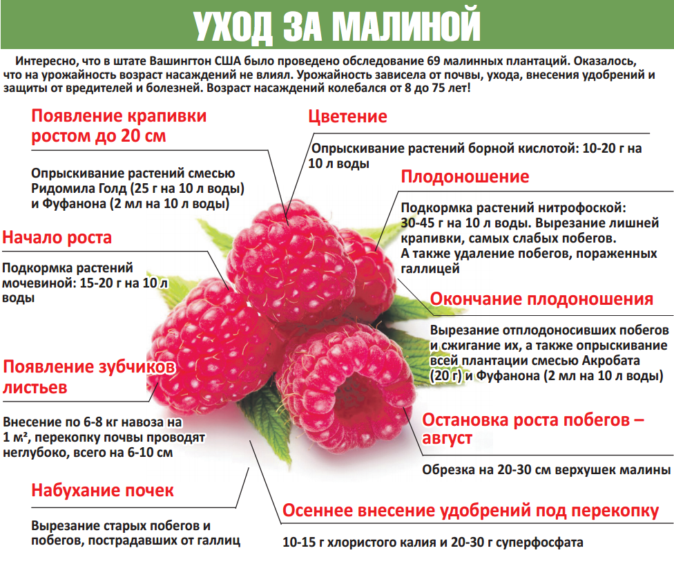 Схема подкормки малины минеральными удобрениями