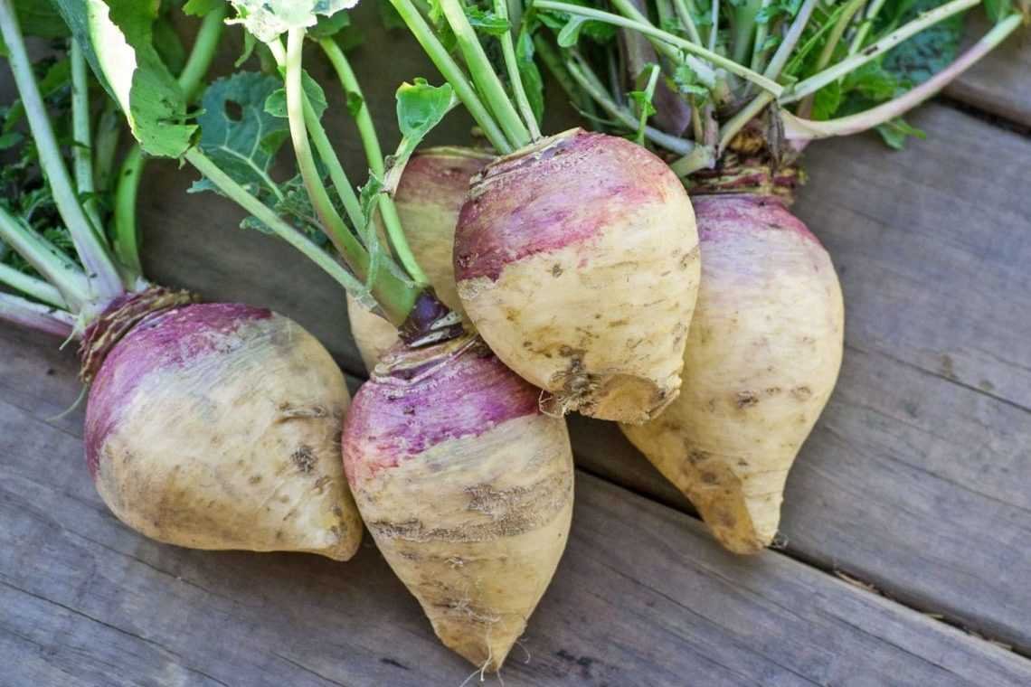Корнеплод Куузика