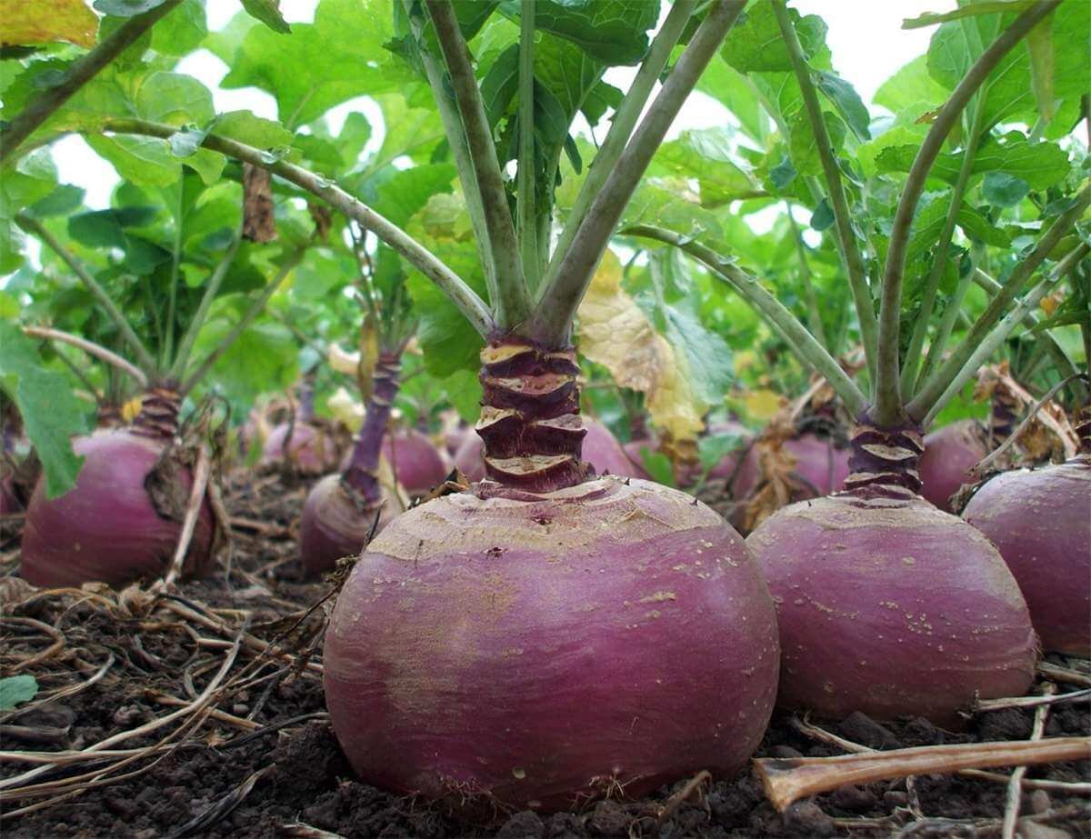 Брюква Brassica napobrassica