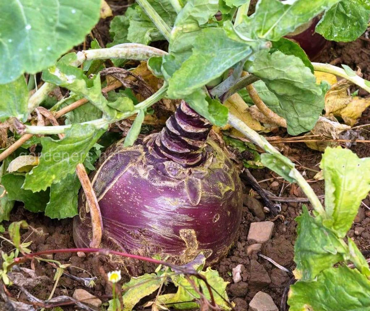 Брюква (Brassica napus var. Rapifera)