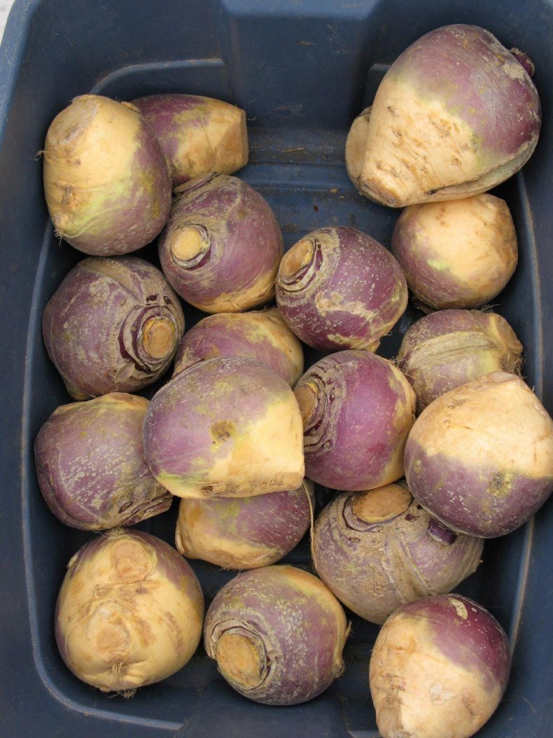 Brassica napus var. Napobrassica