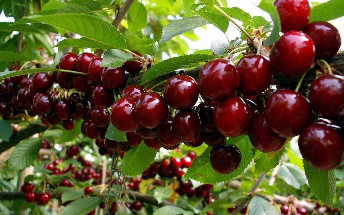 Вишня войлочная бессея