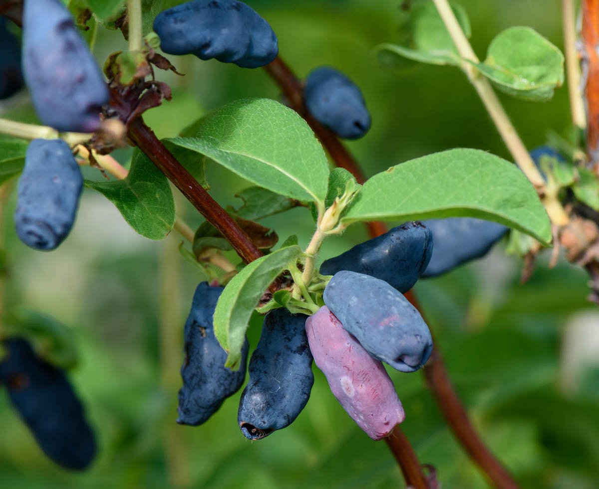 Жимолость съедобная (Lonicera edulis)