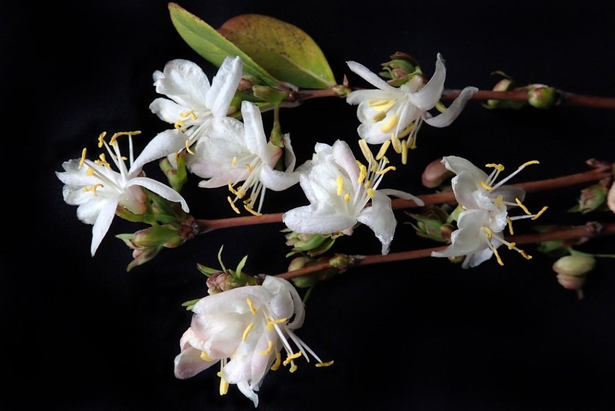 Lonicera fragrantissima кустарник