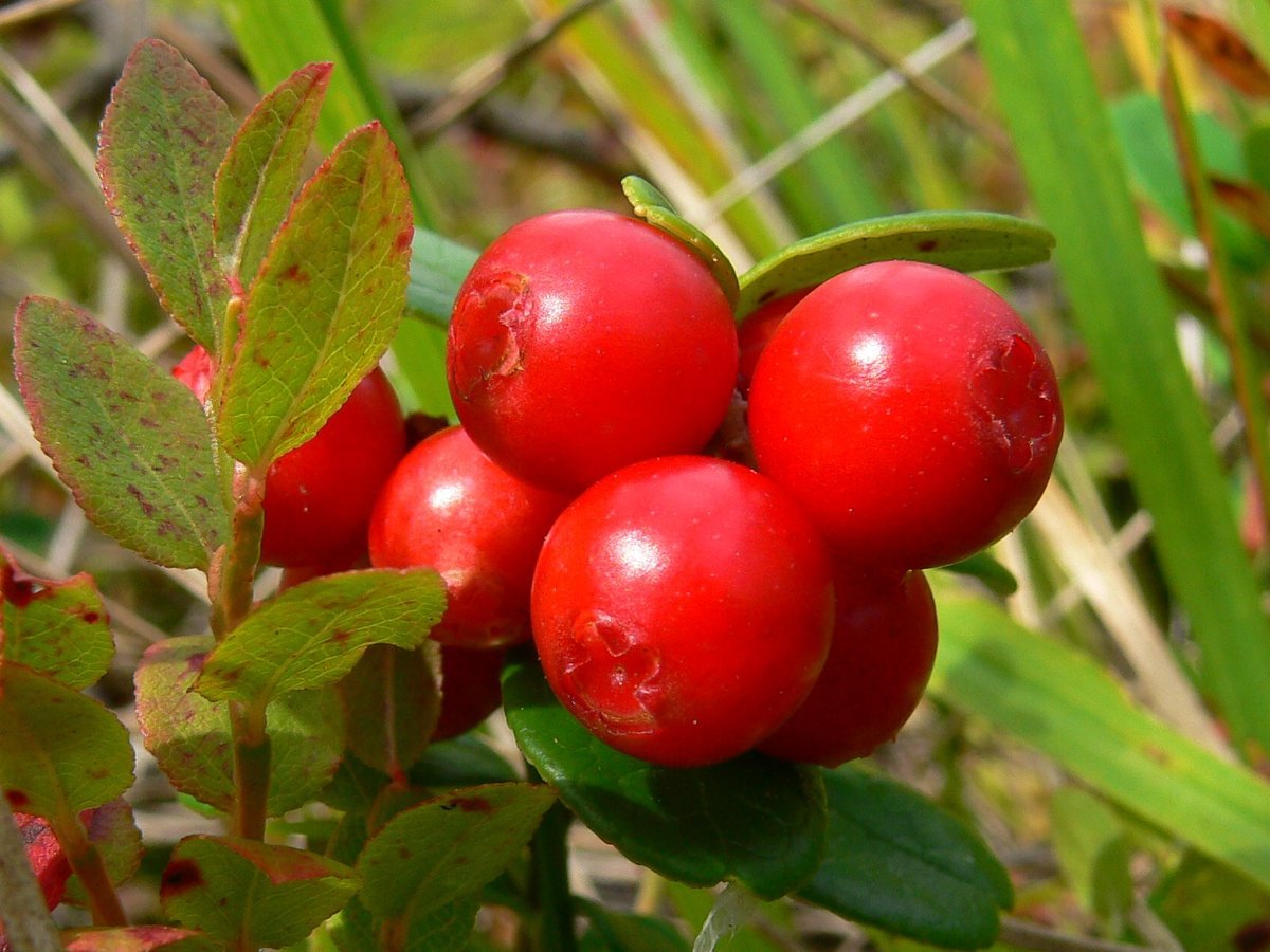 Vaccinium Vitis-idaea Red Pearl