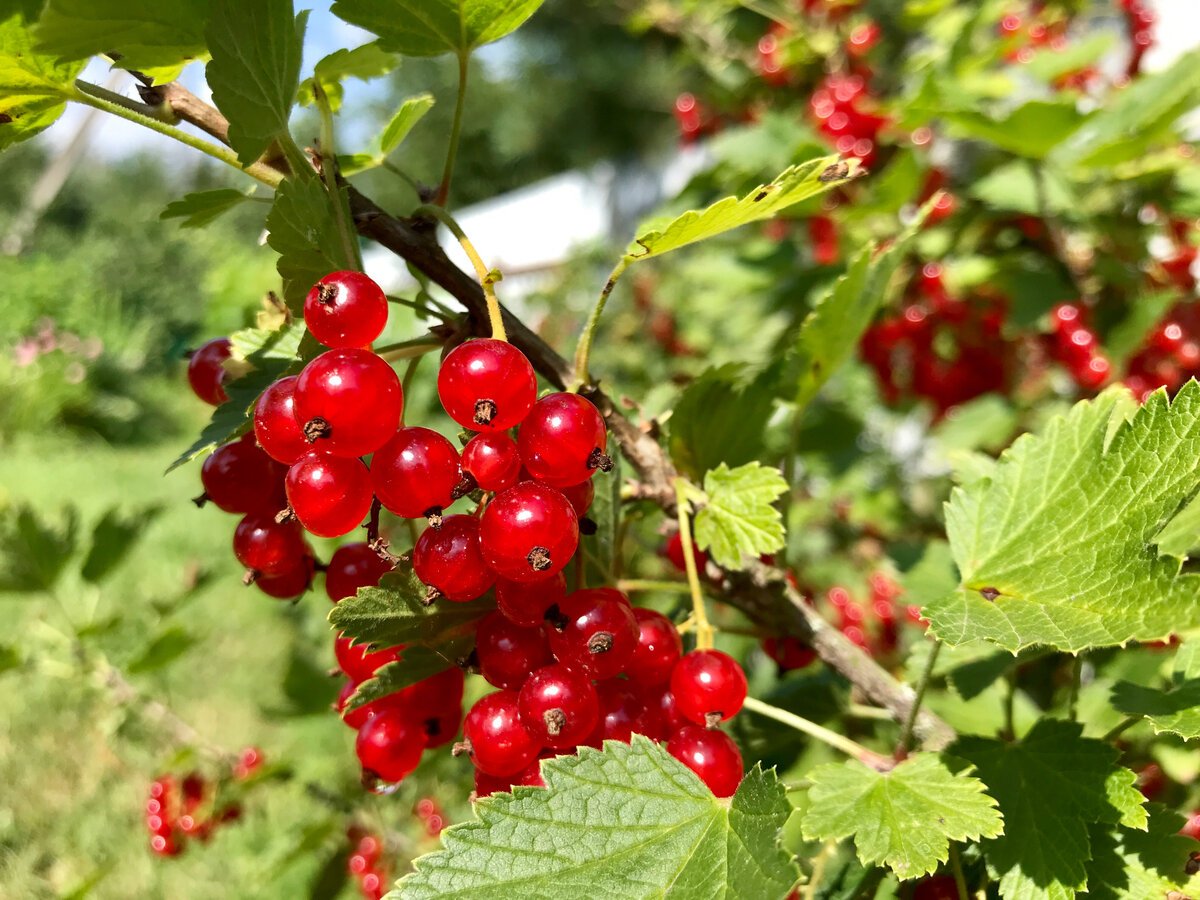 Элемент смородина земля
