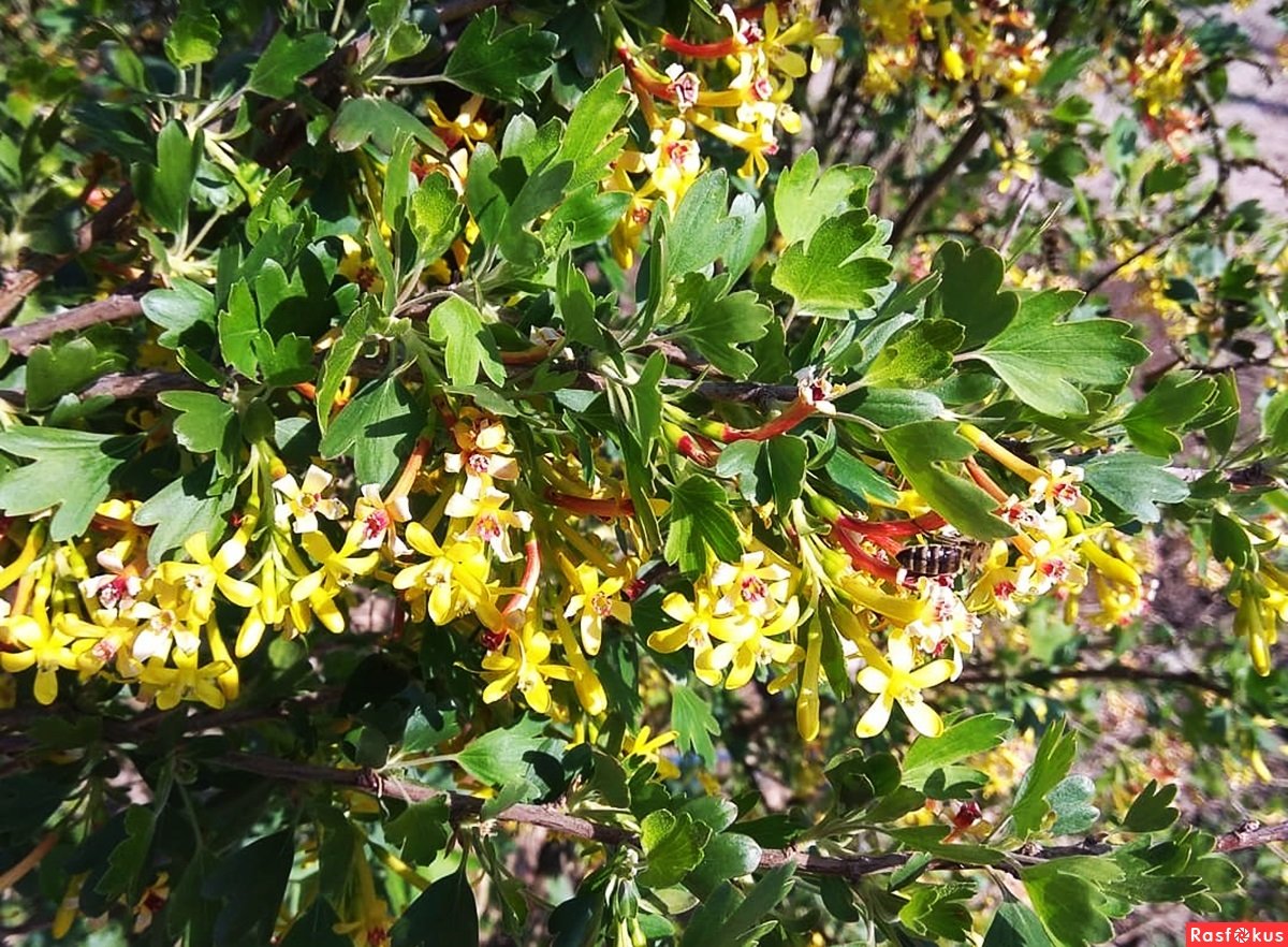 Смородина душистая ribes odoratum