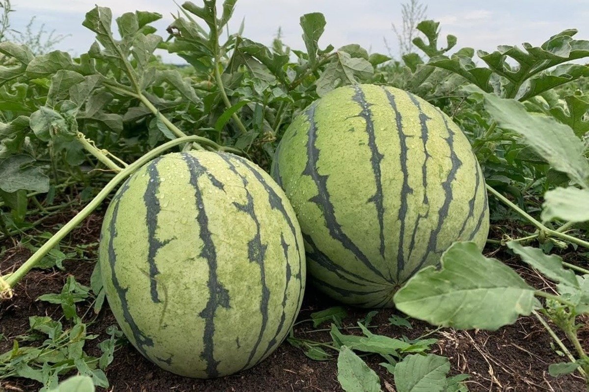 Дыня с зелеными полосками