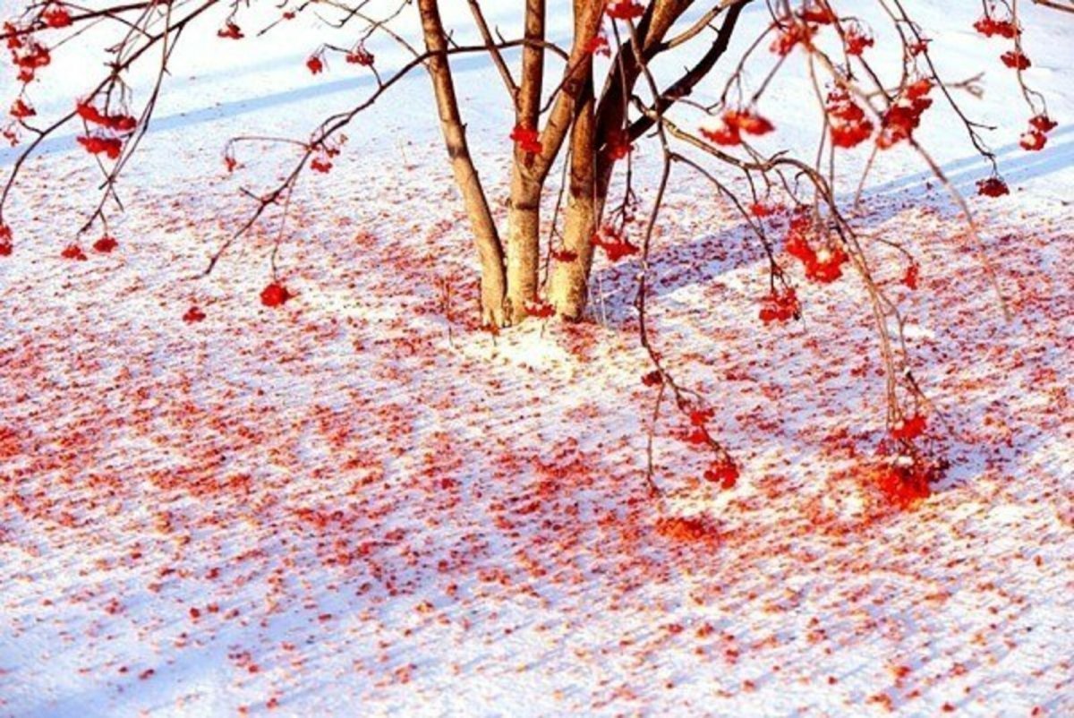 Ранняя зима