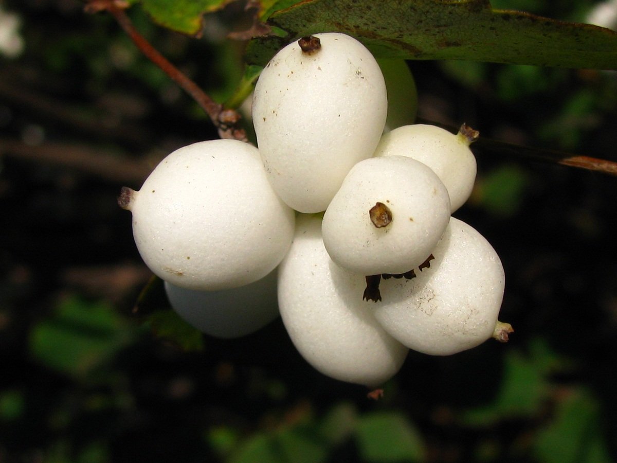Снежноягодник белый (Symphoricarpos Albus laevigatus) c2/c3