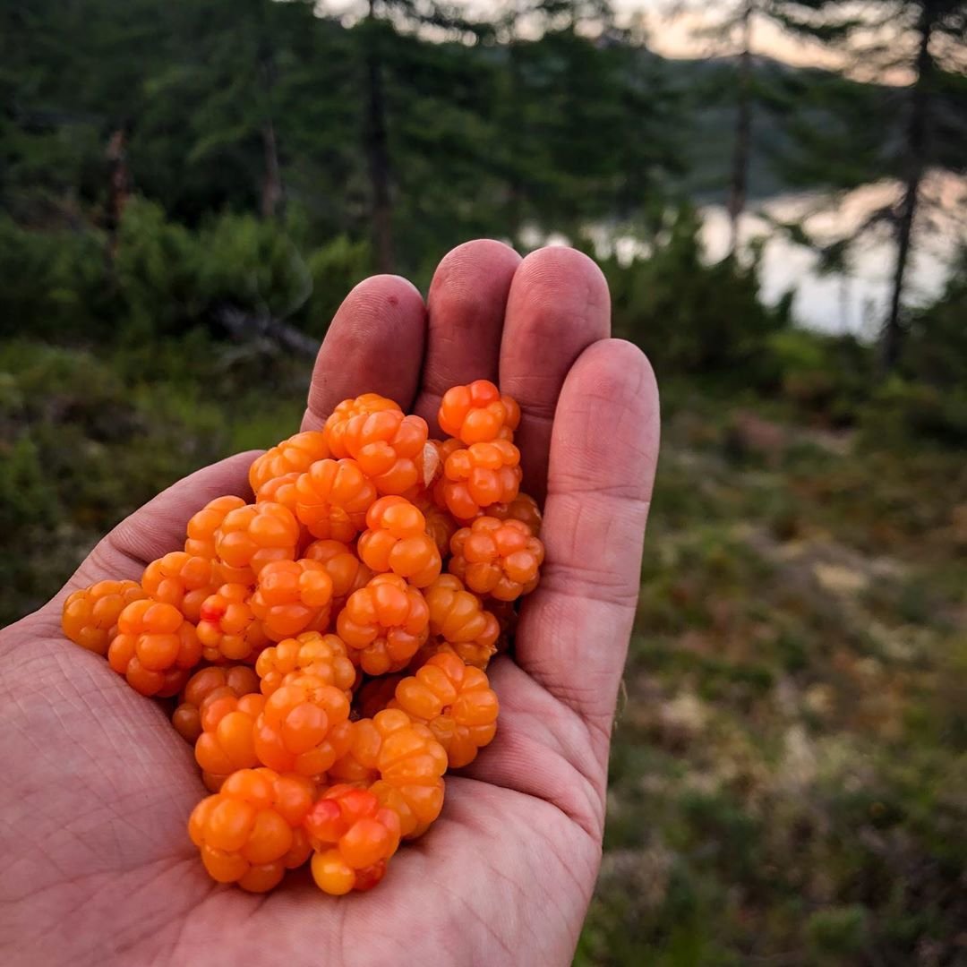 Морошка Княженика клюква
