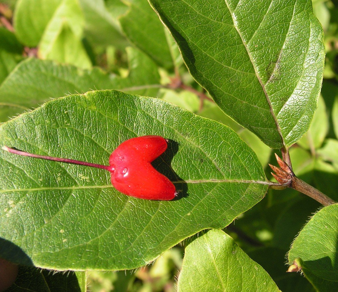 Lonicera maximowiczii
