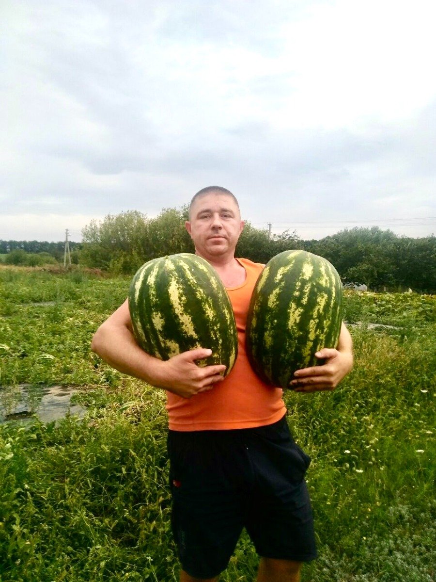 Вес большого арбуза