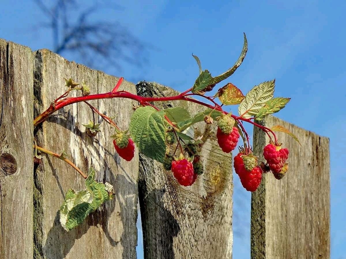 Куст малины за забором