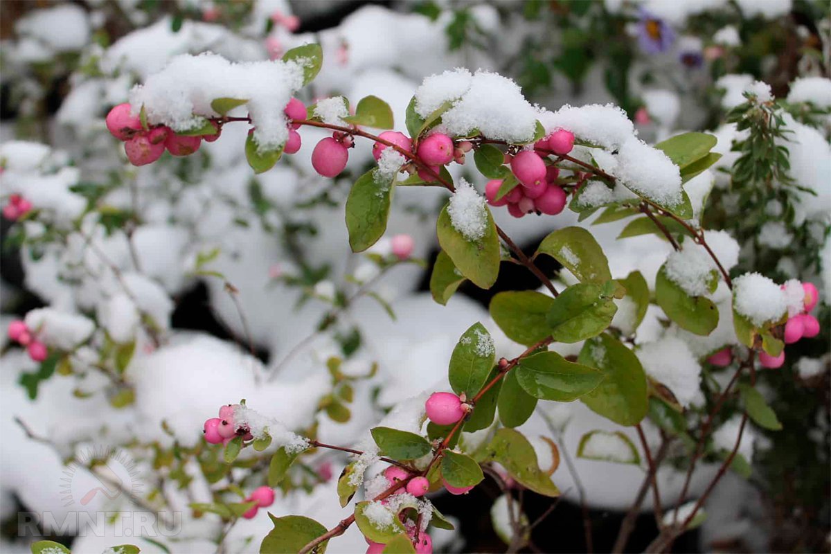 Снежноягодник Доренбоза Symphoricarpos doorenbosii Magic Berry