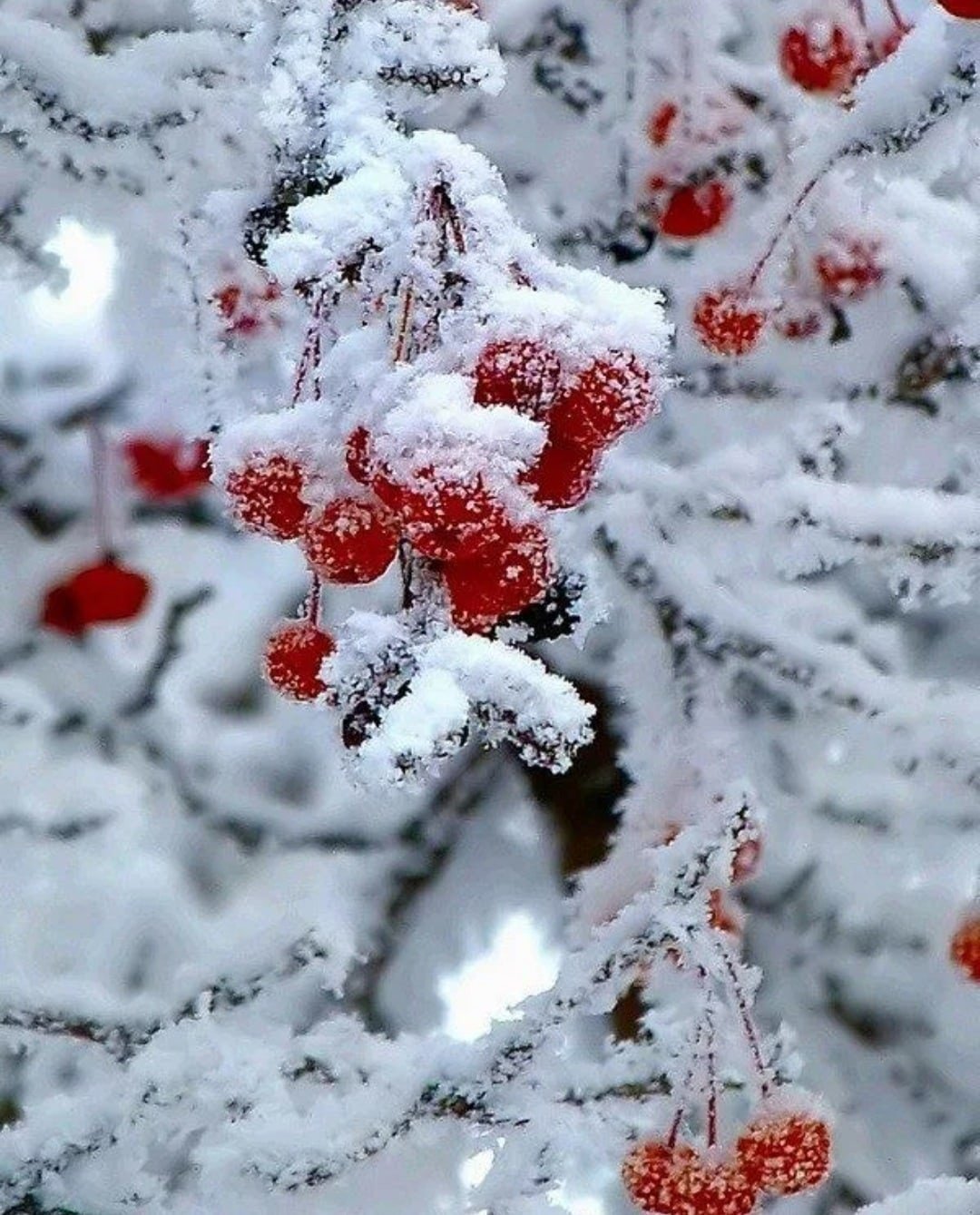 Снегопад природа