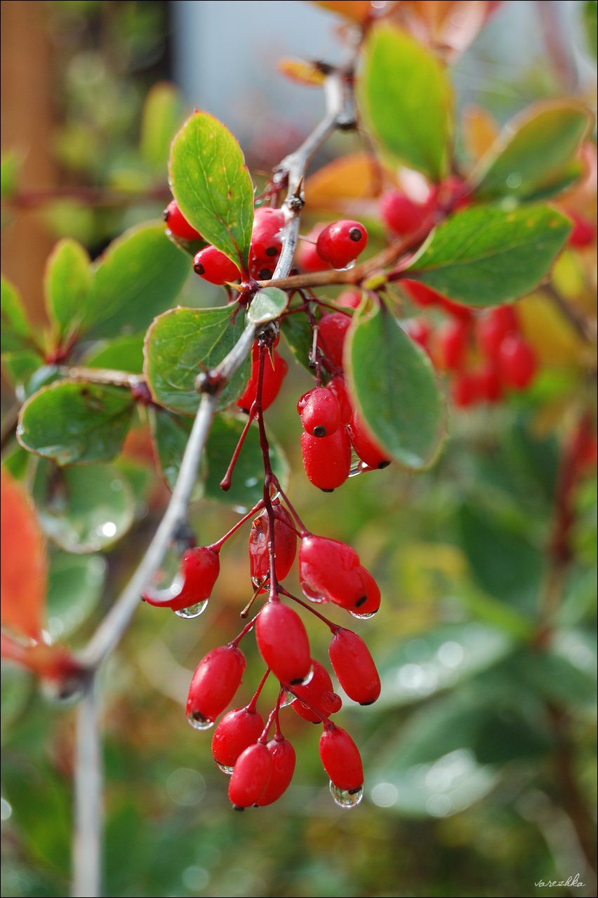Барбарис обыкновенный (Berberis vulgaris l.)
