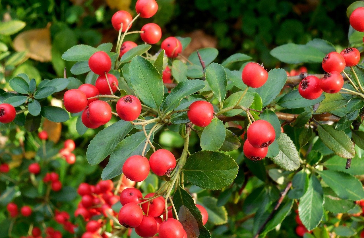 Кустовые ягоды. Куст ягодный Буш. Crataegus coccinea. Кустарник с красными ягодками Южный. Пираканта ягоды.