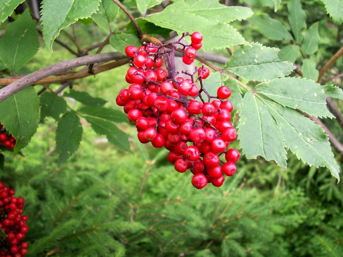 Бузина красная и Калина