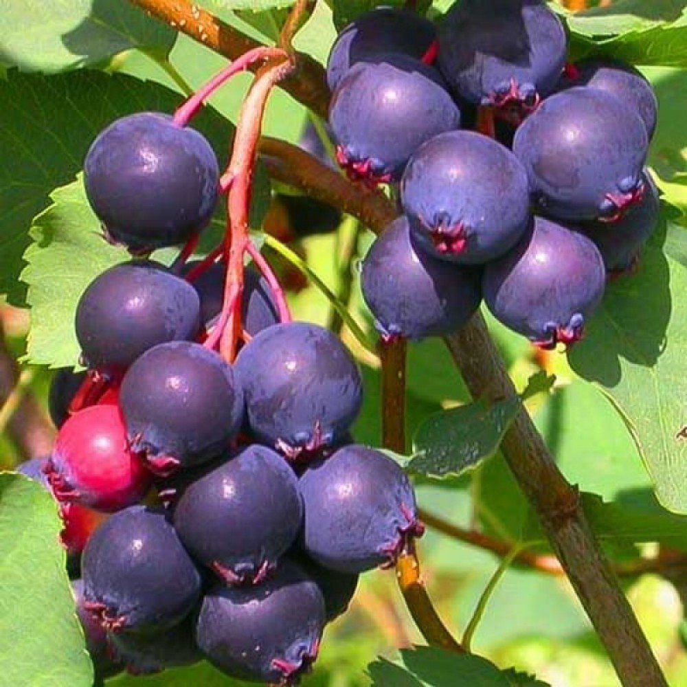 Ирга Amelanchier alnifolia Krasnojarskaja