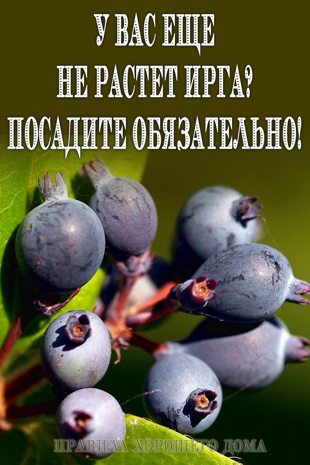 Ирга овальная