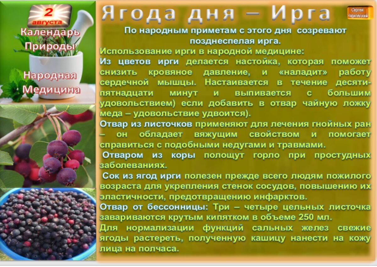 Ирга ягода полезные