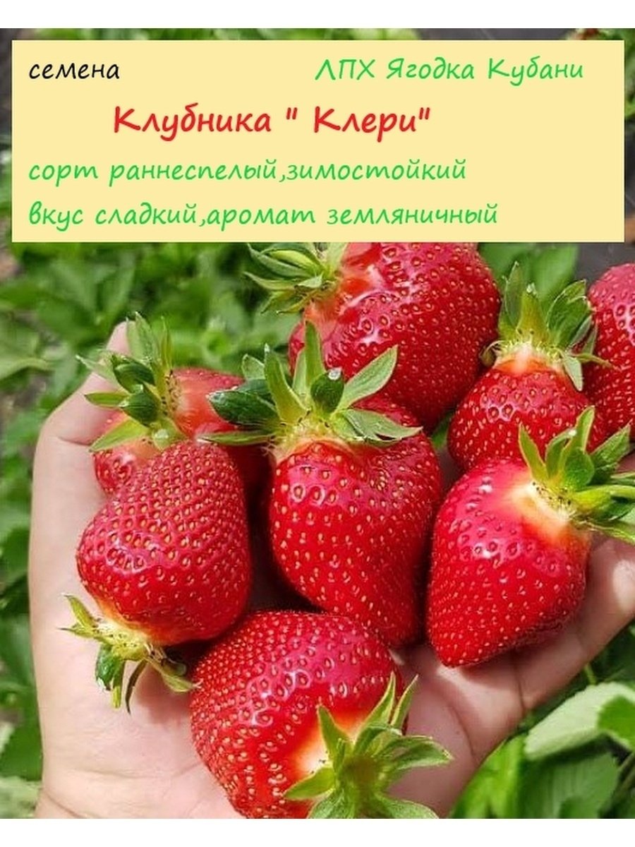 ЛПХ Ягодка Кубани