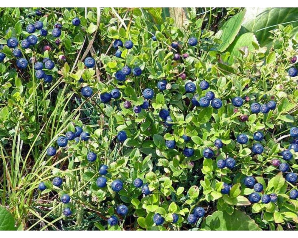 Черника обыкновенная куст