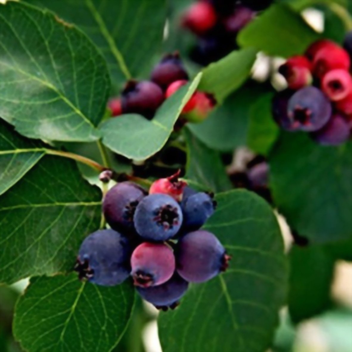 Ирга круглолистная Amelanchier rotundifolia