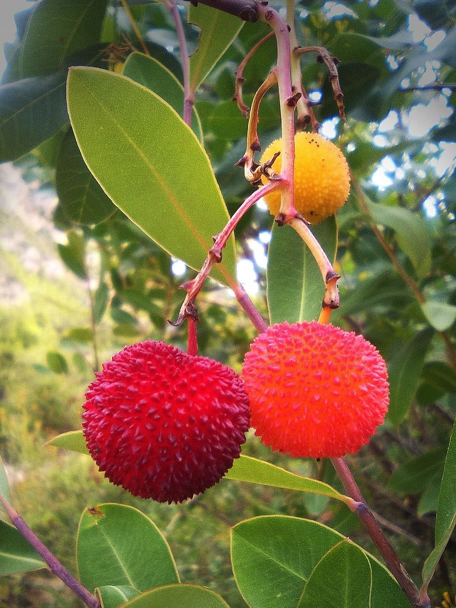Восковница Myrica rubra