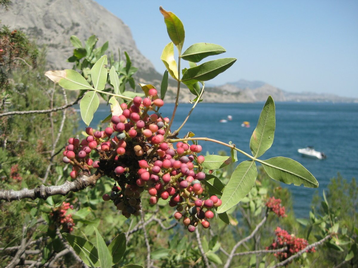 Барбарис дикий в Крыму