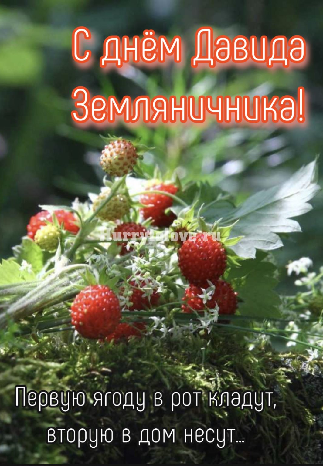 Давид земляничник 9 июля