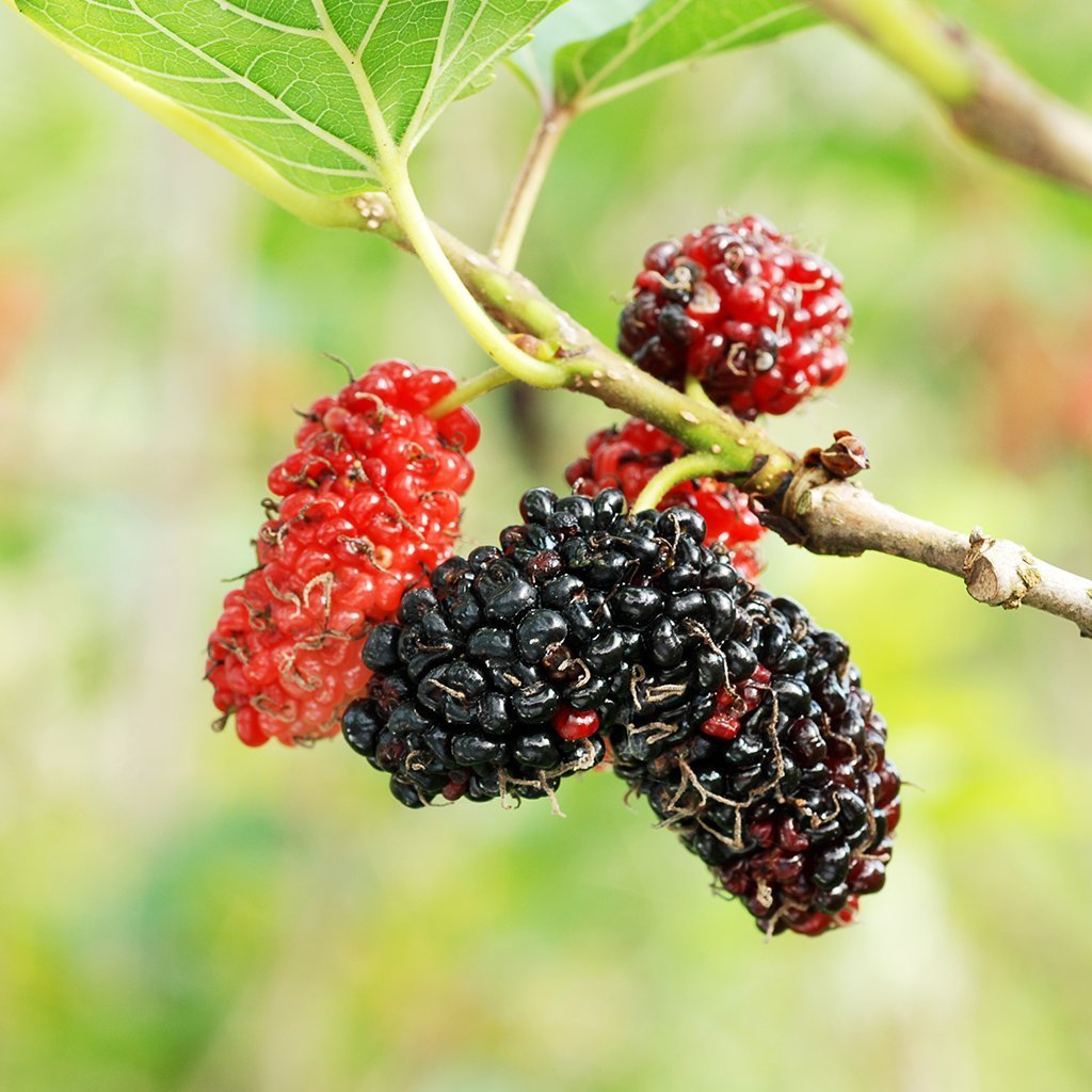 Mulberry шелковица