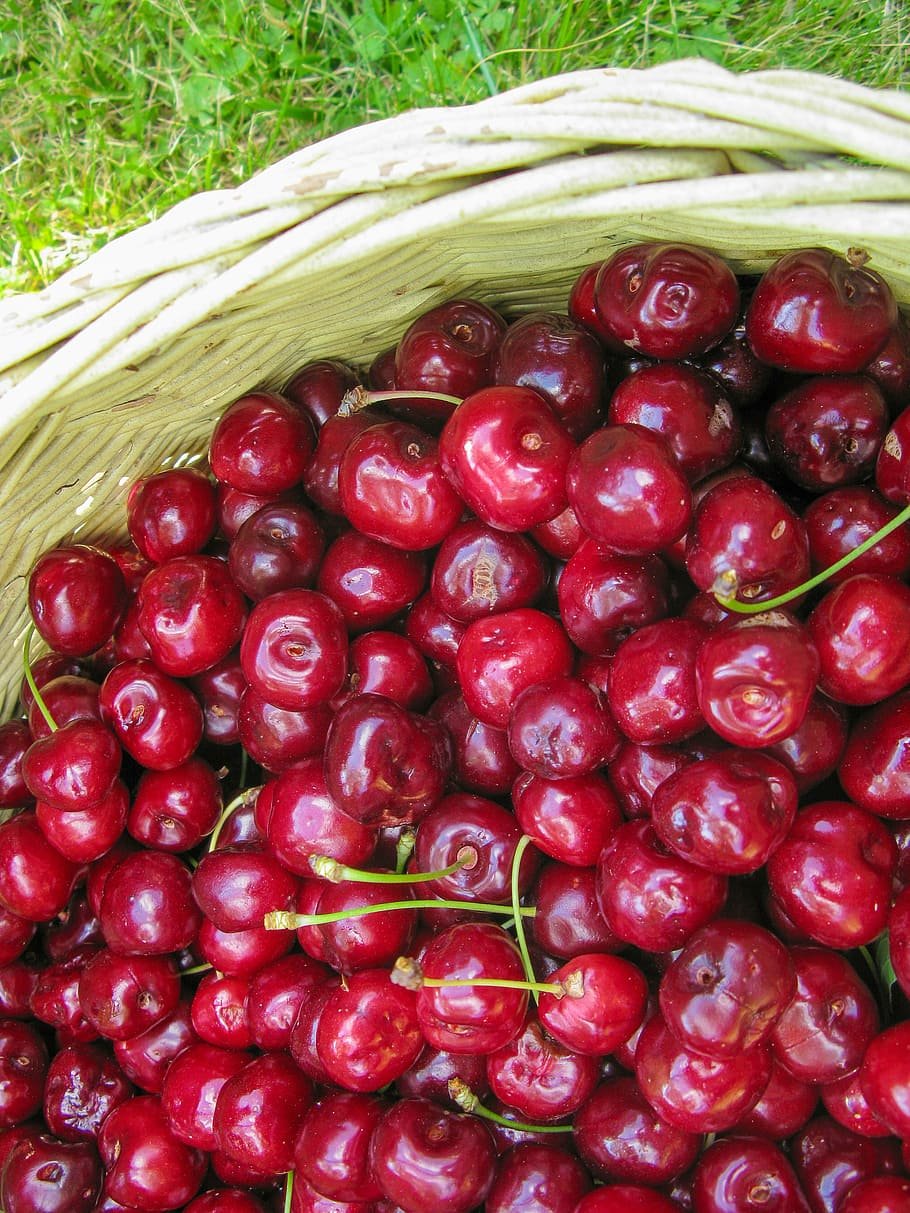 Самая крупная черешня