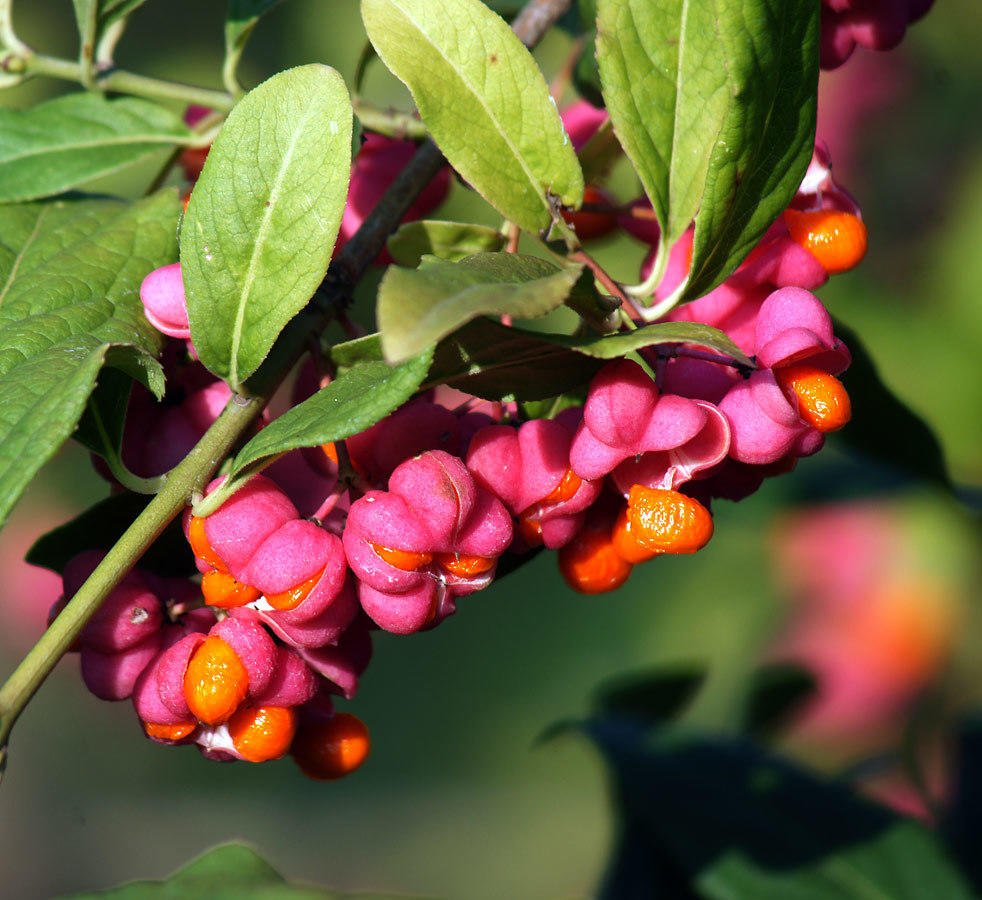 Бересклет Европейский (Euonymus europaeus)