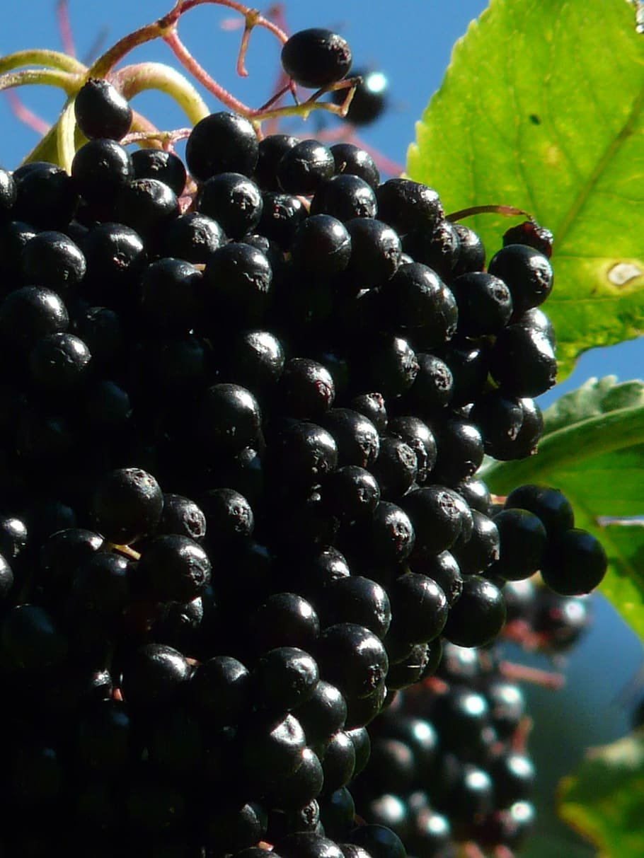 Elderberry (Sambucus nigra)