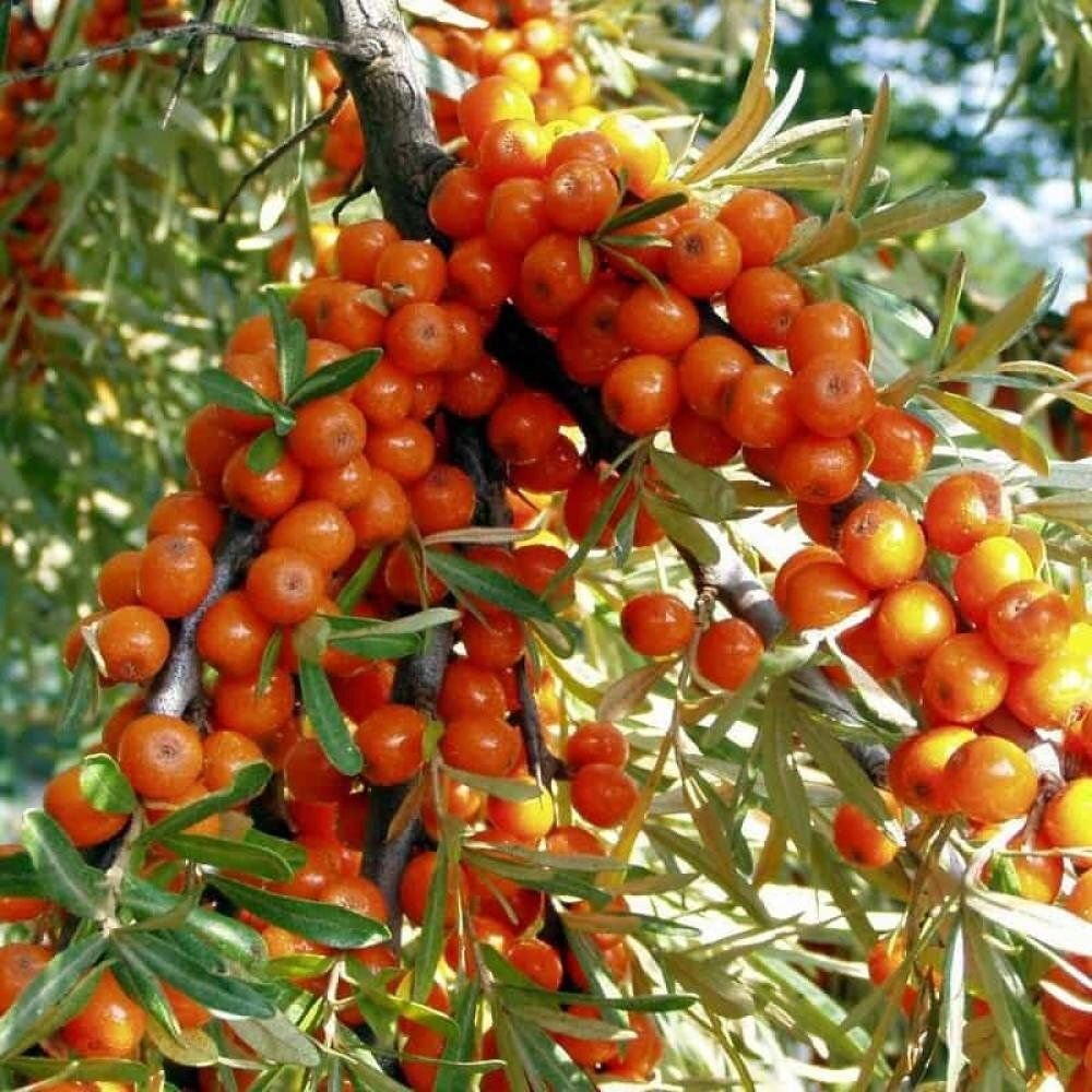Облепиха крушиновидная (Hippophae rhamnoides l.)