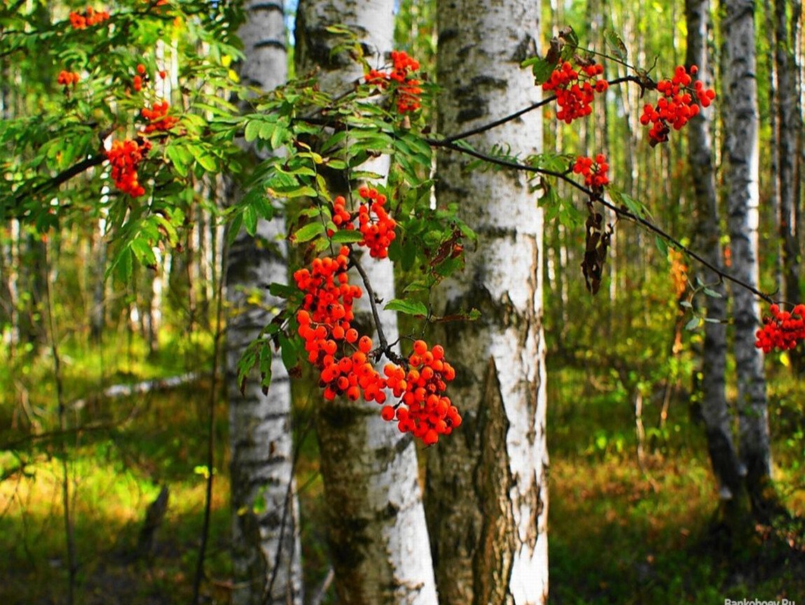 Рябина широколиственный лес