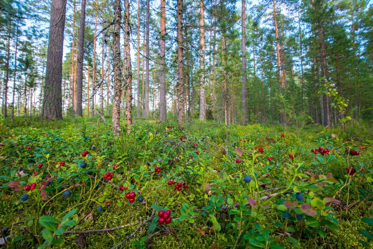 Бор брусничник