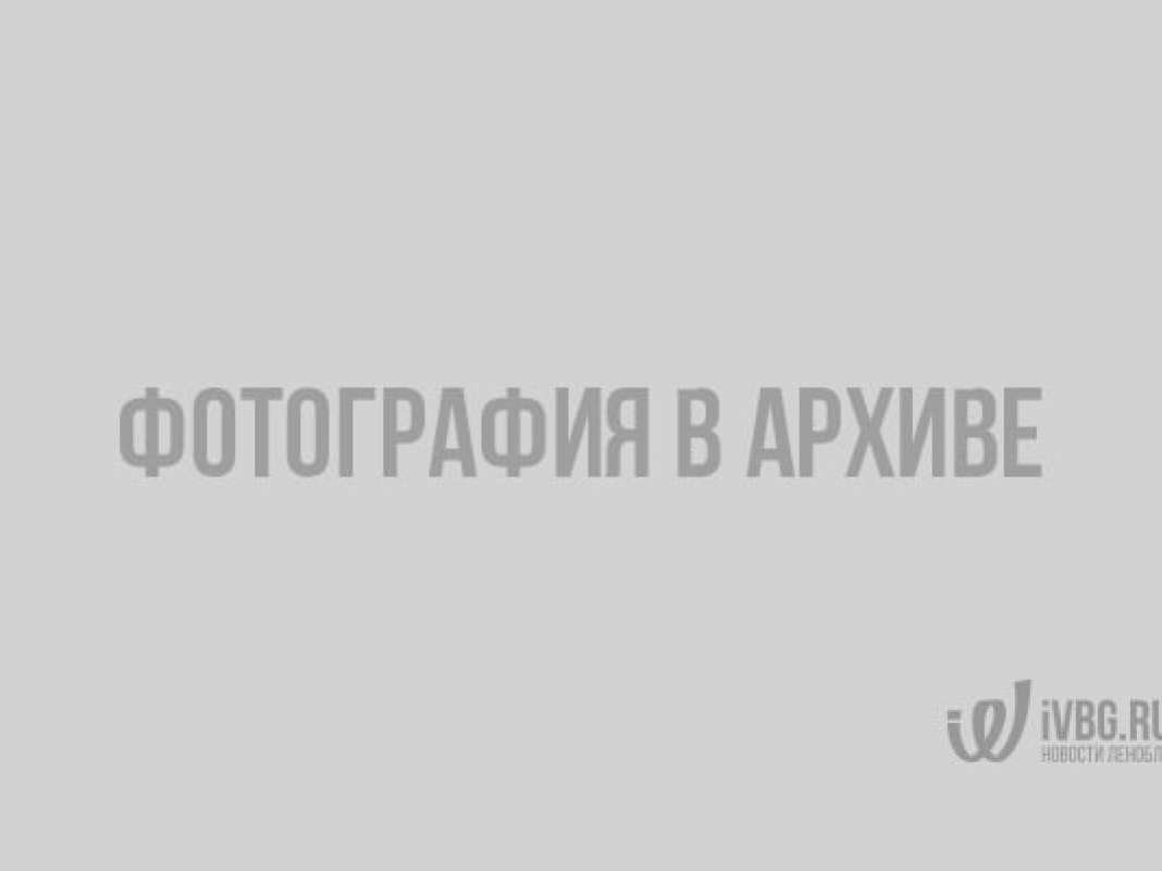 Грибники в лесу