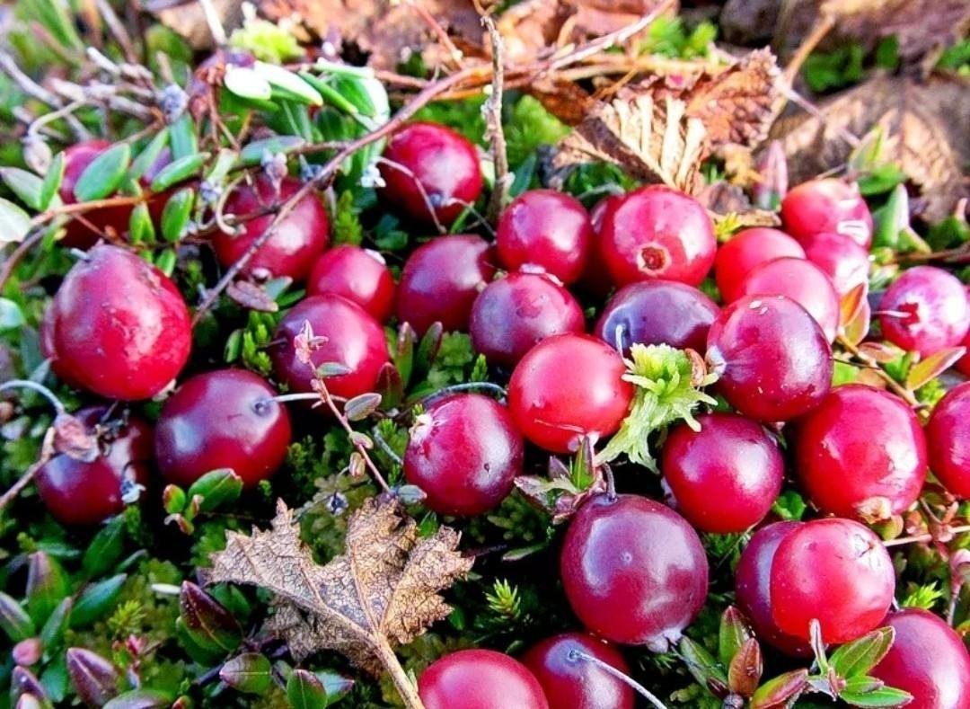 Клюква Болотная (Oxycoccus palustris)