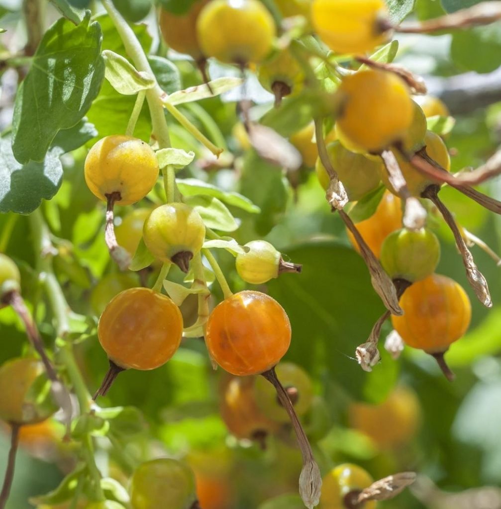 Смородина золотистая (ribes Aureum) кустарник