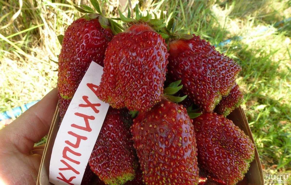 Сорт Виктории Купчиха