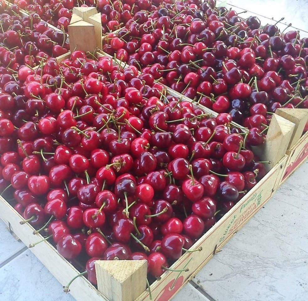 Черешня на Кубани
