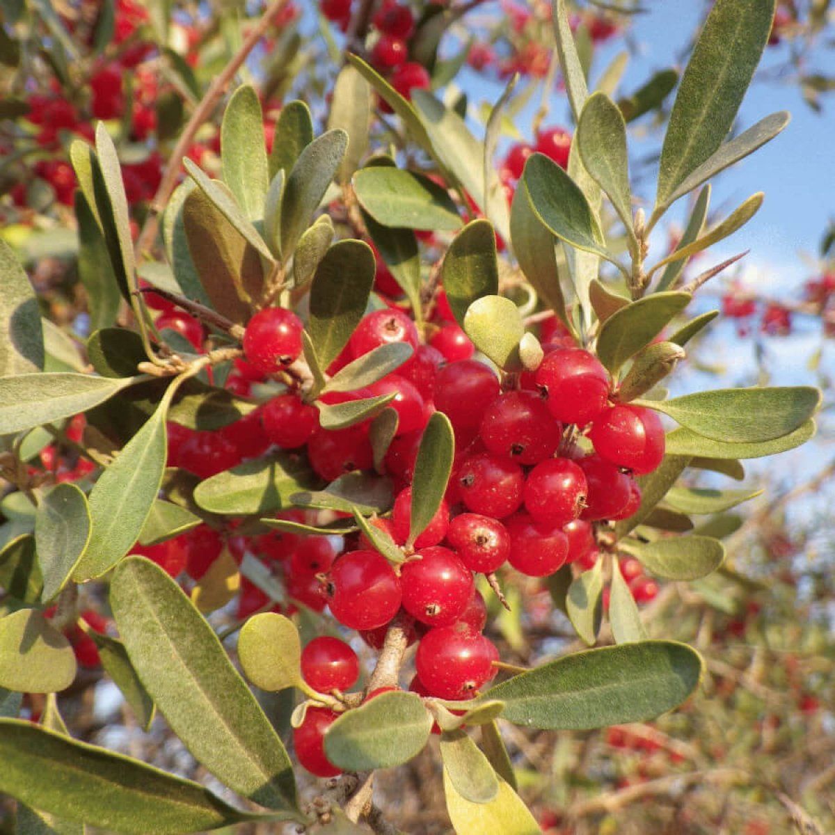 Bullberry Fruit