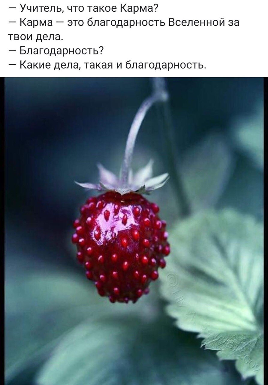 Капли на ягодах