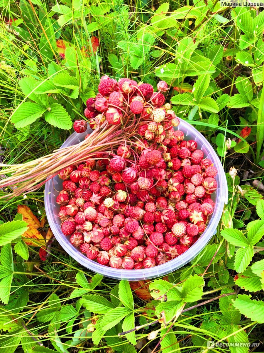 Уральская Лесная клубника